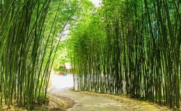 Đắm chìm trong rừng trúc trùng điệp tại Cao Bằng