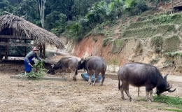 Hàng trăm gia súc chết rét