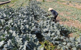 Hiệu quả sản xuất vụ đông ở xã Quang Trung
