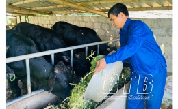 Hưng Hà: Chống rét cho đàn vật nuôi