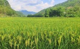 Kết quả sản xuất nông, lâm nghiệp và thủy sản cả nước năm 2023