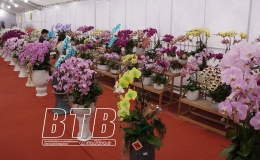 Lan Hồ Điệp “xuống phố” phục vụ người dân chơi tết