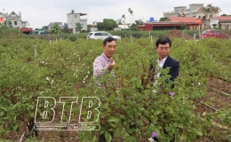 Làng hoa Hồng Việt: Rộn ràng sắc xuân