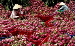 Mục tiêu đến năm 2030, kim ngạch xuất khẩu các sản phẩm trồng trọt đạt trên 26 tỷ USD