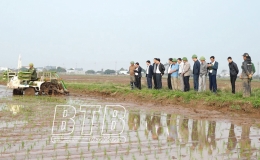 Năm 2024, Tiền Hải phấn đấu gieo cấy 9.750 ha lúa xuân