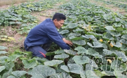 Nâng cao thu nhập từ cây màu