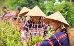 Nét đẹp lễ mừng lúa mới của người Ba Na ở Bình Định