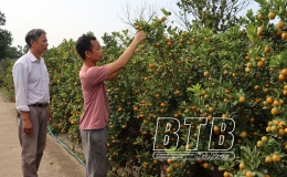 Nhà vườn trồng quất ở xã Thăng Long: Sẵn sàng phục vụ tết