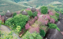 Những điểm đến 'nở hoa' xuân ở miền Bắc