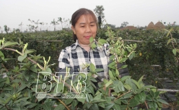 Những HTX làm chủ công nghệ số