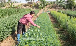Nông dân Vũ Thư trông chờ vụ hoa tết