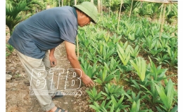 Ông Định làm giàu từ ươm cây giống