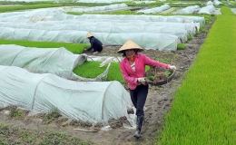 Phòng chống rét hại đối với cây trồng