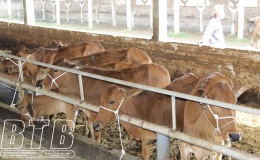 Tăng cường các biện pháp phòng, chống rét cho gia súc, gia cầm