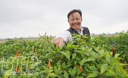 Thái Thụy: Ớt được mùa, được giá, người trồng phấn khởi