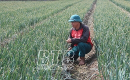 Tỏi An Tân xuất ngoại