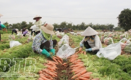 Trên 70% diện tích cây vụ đông được thu hoạch
