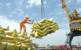 Xuất khẩu gạo đạt kỷ lục gần 8,3 triệu tấn