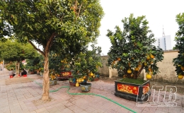 Bưởi cảnh "xuống phố" đón xuân