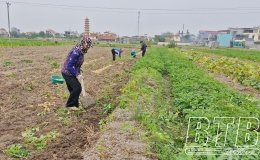 Nông dân Đông Hưng: Được mùa cây vụ đông