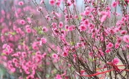 Dự báo thời tiết tết Nguyên Đán Ất Tỵ 2025 khu vực tỉnh Thái Bình