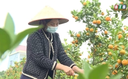 Sắc xuân trên làng hoa, cây cảnh ở Đông Hưng