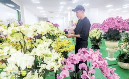 Sôi động thị trường hoa, cây cảnh