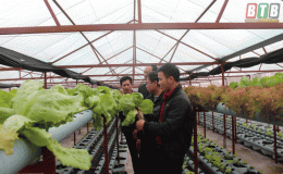 Trồng rau không cần đất
