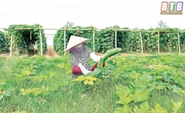 Tích đất làm giàu