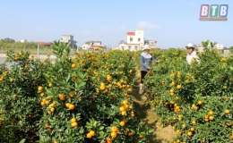 Triệu phú hoa, cây cảnh