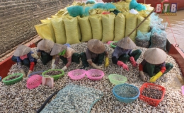 Nông nghiệp Thái Bình vượt khó giành thắng lợi