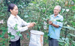 Chè Mét, đậm đà vị quê hương