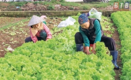Rau vào vụ tết