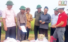 Hướng đi mới cho sản xuất lúa gạo sạch