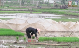 Nông dân Hưng Hà: Xuống đồng sản xuất vụ xuân