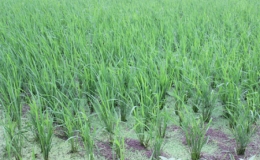 Cả nước gieo cấy được 1,94 triệu ha lúa Đông Xuân trong tháng 1/2019