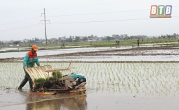 Đông Hưng: Nông dân xuống đồng gieo cấy lúa xuân