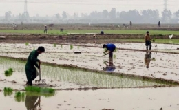 Nhiều địa phương đã đủ nước gieo cấy vụ Đông Xuân