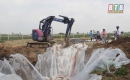 Đông Hưng tập trung phòng, chống dịch bệnh nguy hiểm trên đàn lợn