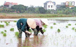 Quỳnh Phụ đẩy nhanh tiến độ gieo cấy lúa xuân