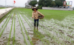 Bảo đảm nước tưới cho sản xuất vụ xuân