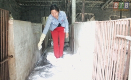 Vũ Thư chủ động phòng ngừa bệnh dịch tả lợn châu Phi