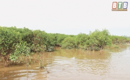 Tiền Hải: Đẩy mạnh phong trào trồng cây, phát triển rừng