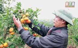 Dấu ấn “tam nông” ở Hồng An