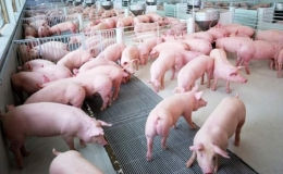 Giá thịt lợn hơi ở các địa phương giảm mạnh