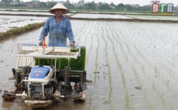 Nô nức xuống đồng