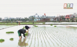 Rộn ràng xuống đồng
