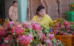 Giá thanh long bất ngờ nhảy vọt