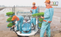 Mở rộng diện tích gieo mạ khay, cấy bằng máy