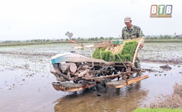 Thái Thụy tập trung gieo cấy lúa xuân